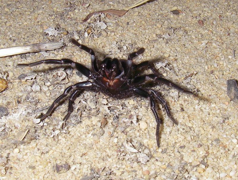 Missulena_occatoria_D7294_Z_89_on field_Australie.jpg